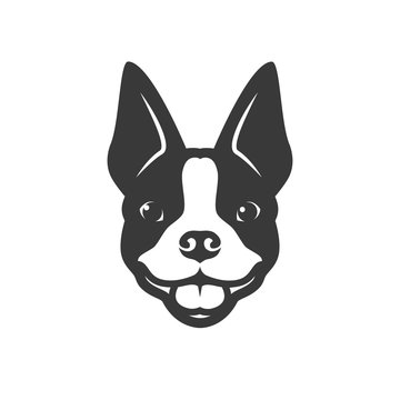 Boston terrier dog - vector illustration