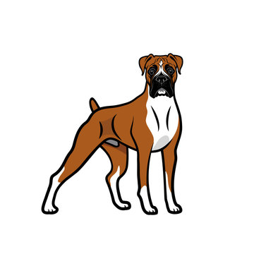 Boxer dog - isolated outlined vector illustration