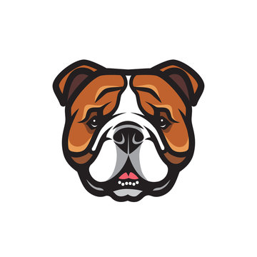 English bulldog face - isolated vector illustration