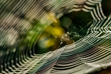 Morgentau Spinnennetze Blumen