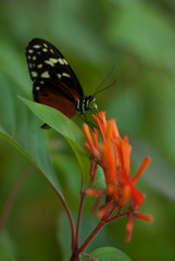 butterfly on flower