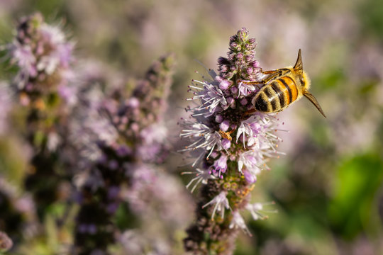 「Apoidea」の画像 22,557 件の Stock 写真、ベクターおよびビデオ Adobe Stock
