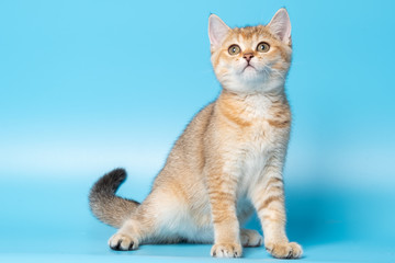Cute British Longhair cat