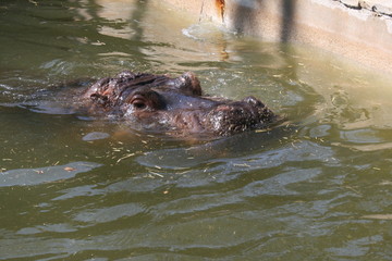 Fototapeta premium hippopotamus sticking its nose in the water