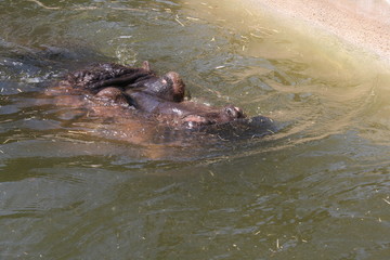 hippo sticking its nose in the water
