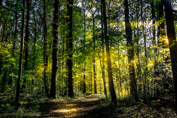 Obraz premium Waldspaziergang am Inn