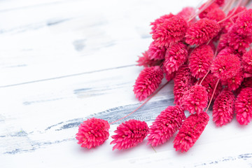 Pink dried flowers on light background.