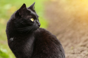 Beautiful bombay black cat portrait in profile with yellow eyes close up, copyspace. Сat is looking in the right