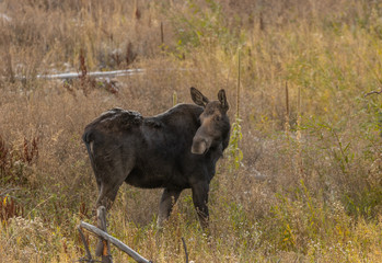 Cow Moose in Autumn in Wyoming