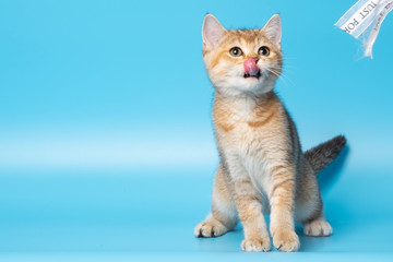 Cute British Longhair cat