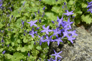 Closeup Campanula fenestrellata known as adriatic bellflower with blurred background in rocky garden
