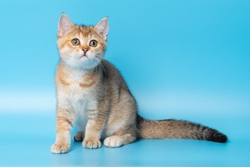 Fototapeta na wymiar Cute British Longhair cat