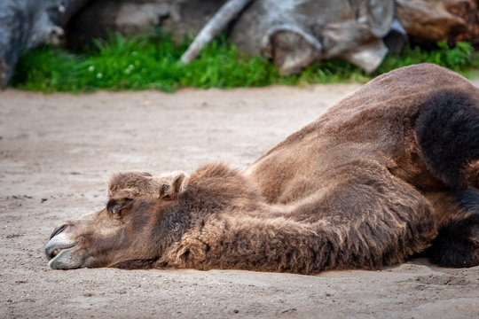 A dead camel lies on the sand with his head bowed. Environmental issues. Brown coat. Selective focus. The background is blurry.