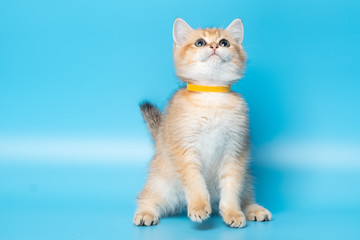 Cute British Longhair cat