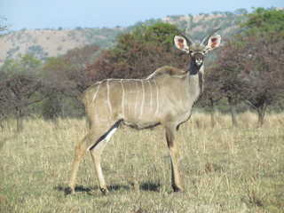 A Kudu in the thorny bushveld of Natal, near Ladysmith.