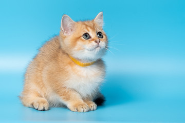 Cute British Longhair cat