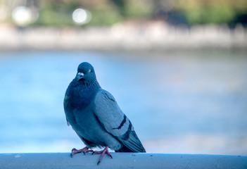 Bird in Blue