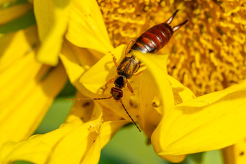 Morgentau Spinnennetze Blumen