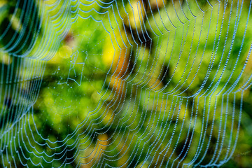 Morgentau Spinnennetze Blumen