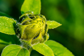 Morgentau Spinnennetze Blumen