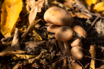 Armillaria mellea (honey fungus) -autumn edible mushrooms grow in the forest, background, close-up. Fall concept