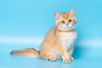 Cute British Longhair cat