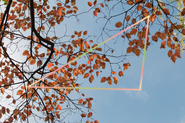 Trendy concept of  maple autumn leaves with colored  frame with  space for text, postcard or poster template