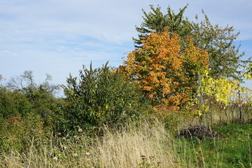 Sonnige Herbstlandschaft in Rheinland-Pfalz