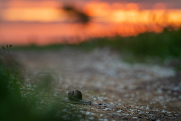 Snail at sunset