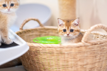 Naklejka na ściany i meble Cute British Longhair cat