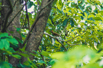 Woodpecker