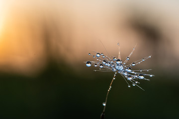micro dandelion fluff at sunset time