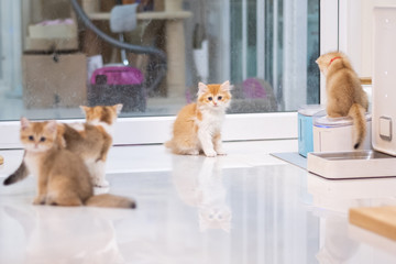 Cute British Longhair cat