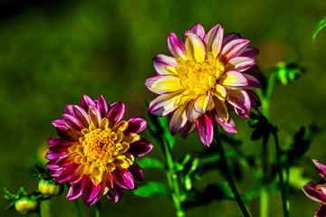 Fototapeta premium Flower of the dahlia Boogie Woogie in late summer and autumn