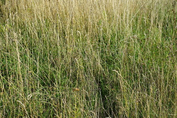 Ausschnitt einer Brache im Sonnenlicht