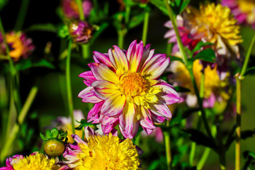 Flower of the dahlia Boogie Woogie in late summer and autumn