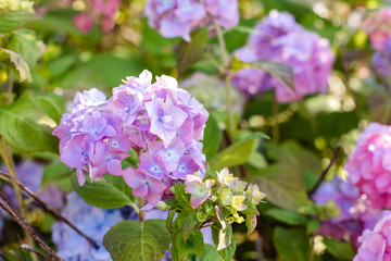 Obraz premium Many blue hydrangea flowers growing in the garden, floral background.blooming Hydrangea flowers in a garden. Landscaped Yard with Hydrangeas