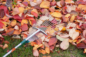 The rake after cleaning the territory  lies on the harvested autumn colored multi-colored dry...