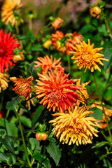 Flower bed with dahlia in late summer and autumn