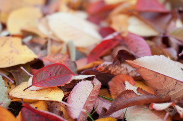 Fallen  multicolored autumn leaves lie in a group on the ground.
