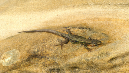 Lizard on a limestone on the sea coast