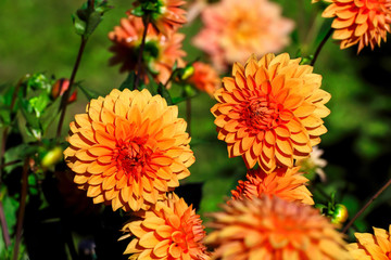 Flower of the dahlia Aroldessa in late summer and autumn