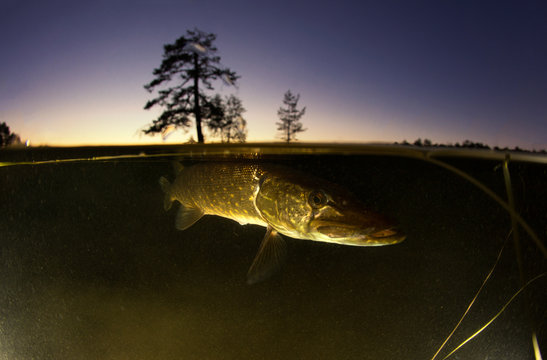 Underwater view of the pike at sunset. Split shot under and above water