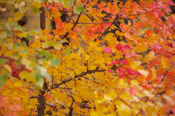 Colorful autumn  leaves grow on a tree outdoors on an autumn cloudy day