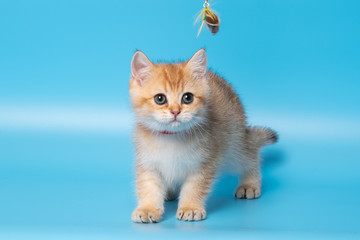 Cute British Longhair cat