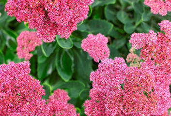Unusual garden  designer pink flowers on a green background with place for text.