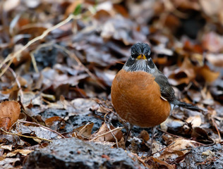 Adorable Male American Robin (Turdus migratorius) standing in ground cover of wet Autumn leaves