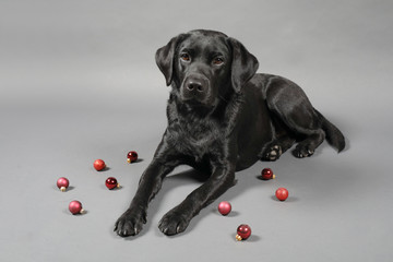 Labrador mit Weihnachtsmütze und Weihnachsbaumkugeln