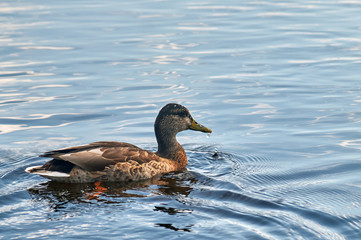 Duck floating on the blue water of a lake close-up