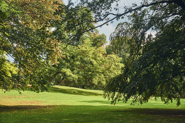 View of the autumn park on a sunny day. Green lawn surrounded by large trees